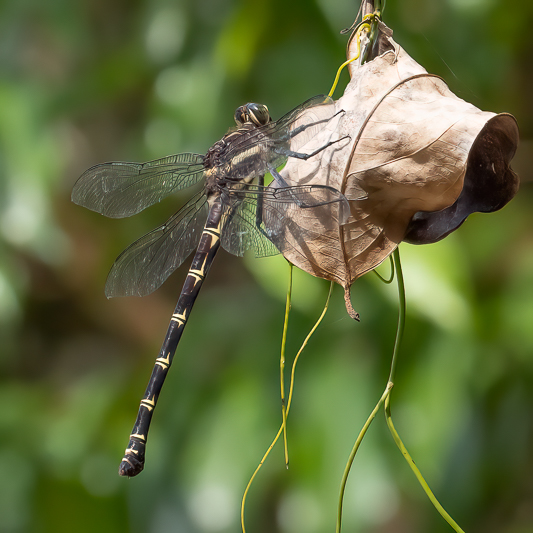 Petalura ingentissima female (2 of 2).jpg