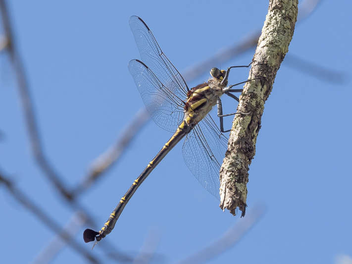 Petalura ingentissima male.jpg