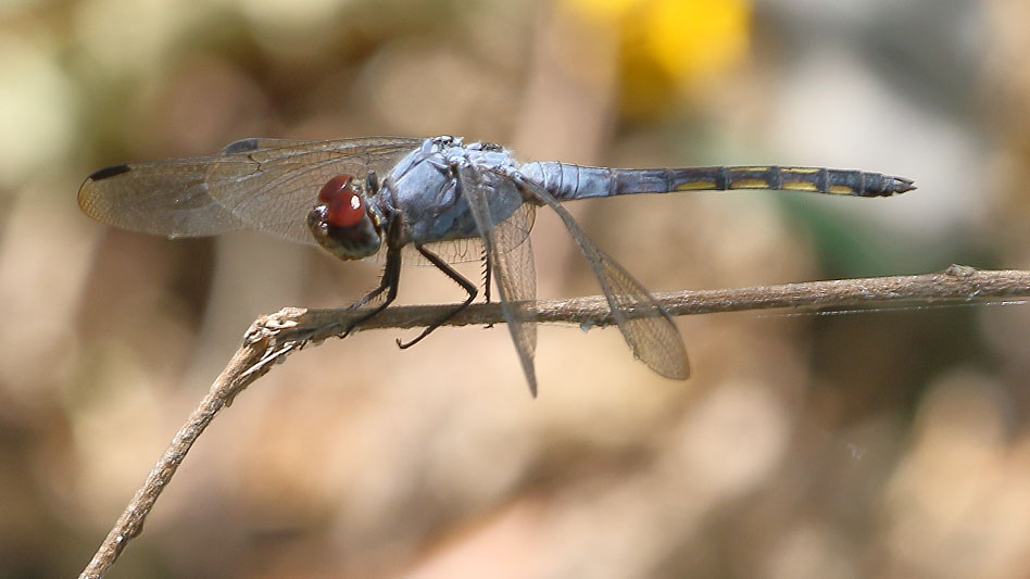 J19_9041 Potamarcha congener male.JPG