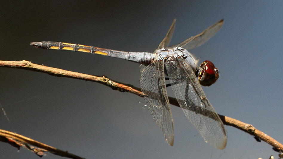 J19_9042 Potamarcha congener male.JPG