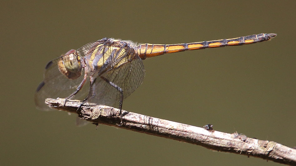 J19_9266 Potamarcha congener imm male.JPG