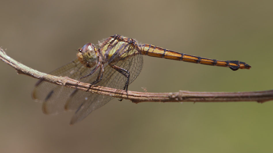 J19_9268 Potamarcha congener female.JPG