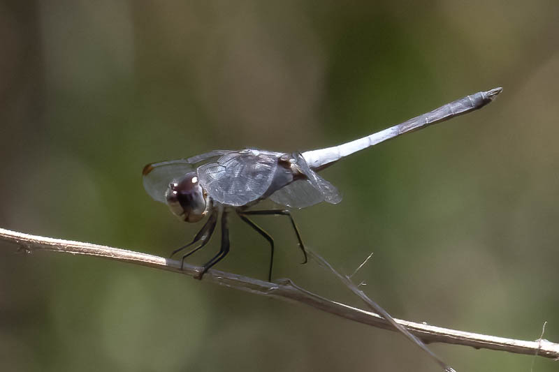 Potamarcha congener male-1.jpg