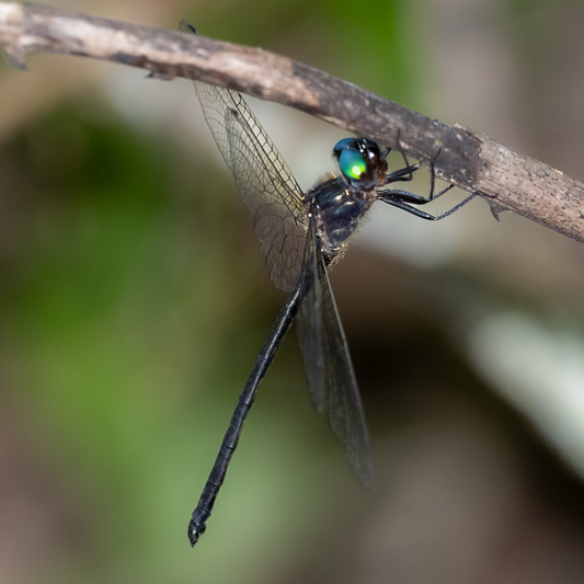 Pseudocordulia circularis male (1 of 2).jpg