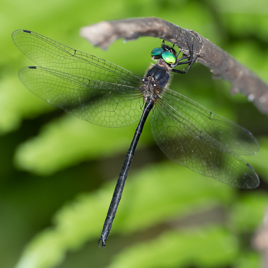 Pseudocordulia circularis male (2 of 2).jpg