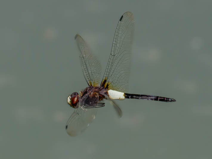 Pseudothemis jorina-.jpg