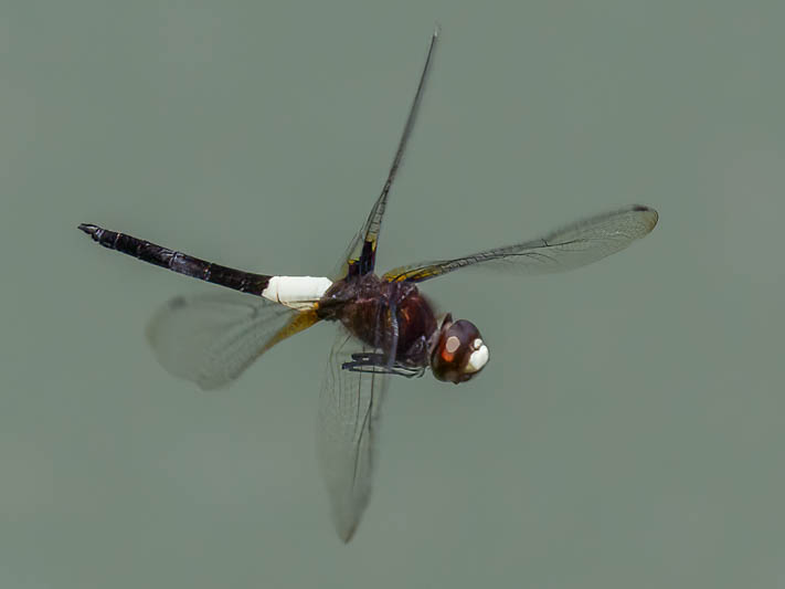 Pseudothemis jorina-2.jpg