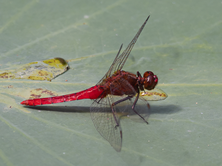 Rhodothemis lieftincki male (1 of 4).jpg