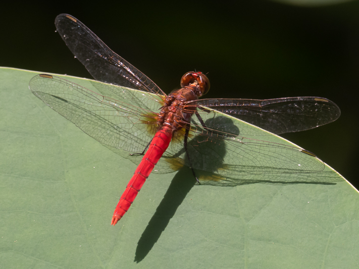 Rhodothemis lieftincki male (2 of 4).jpg