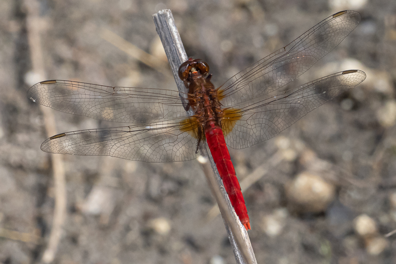 Rhodothemis lieftincki male (3 of 4).jpg