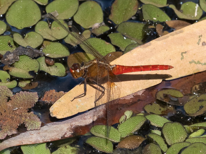 Rhodothemis lieftincki male (4 of 4).jpg