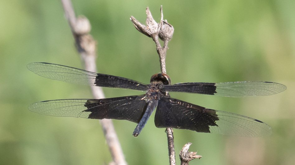 Rhyothemis braganza female (1 of 8).jpg