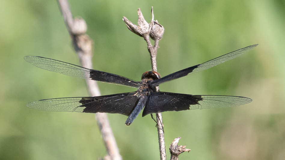 Rhyothemis braganza female (2 of 8).jpg