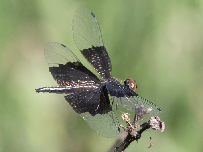 Rhyothemis braganza female (3 of 8).jpg