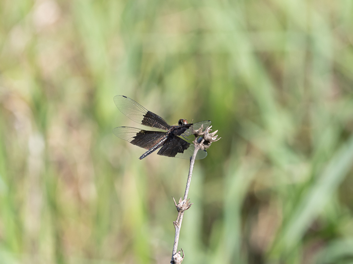 Rhyothemis braganza female (4 of 8).jpg