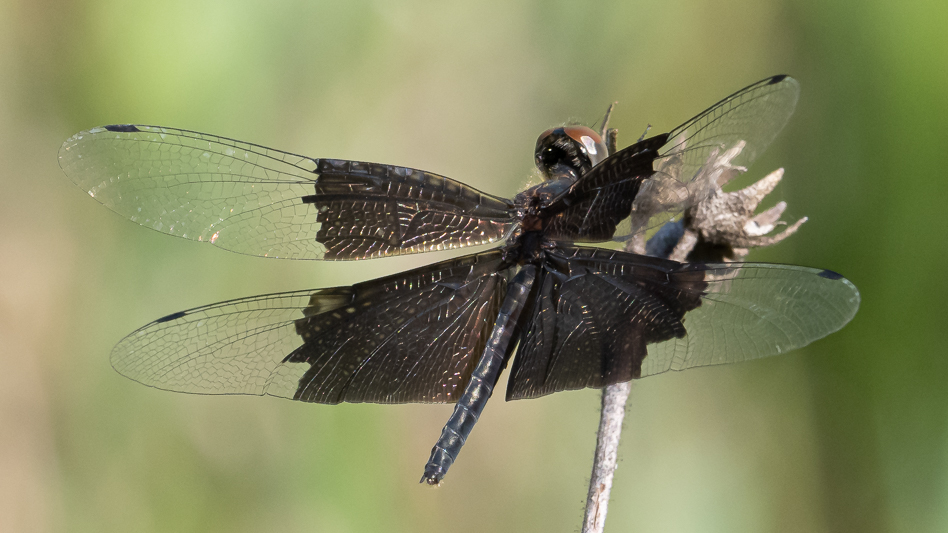 Rhyothemis braganza female (5 of 8).jpg