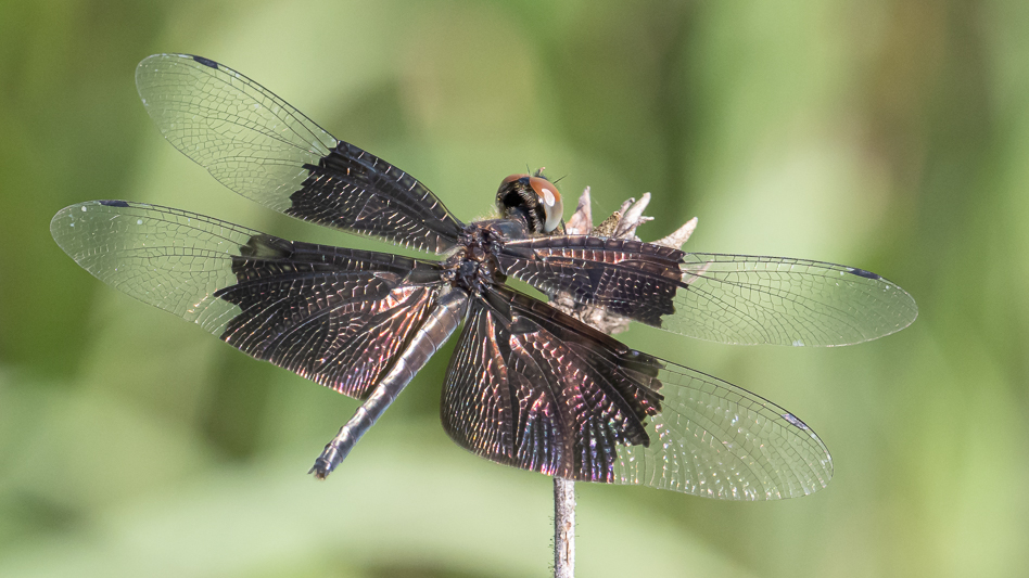 Rhyothemis braganza female (6 of 8).jpg