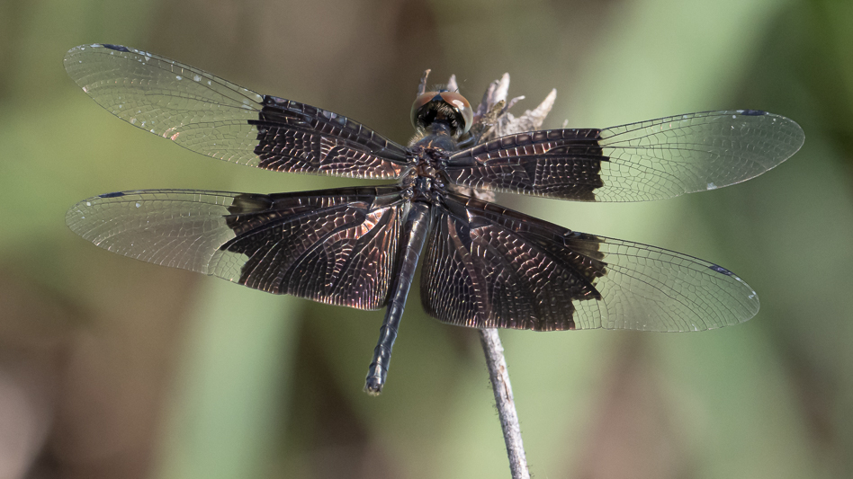 Rhyothemis braganza female (7 of 8).jpg