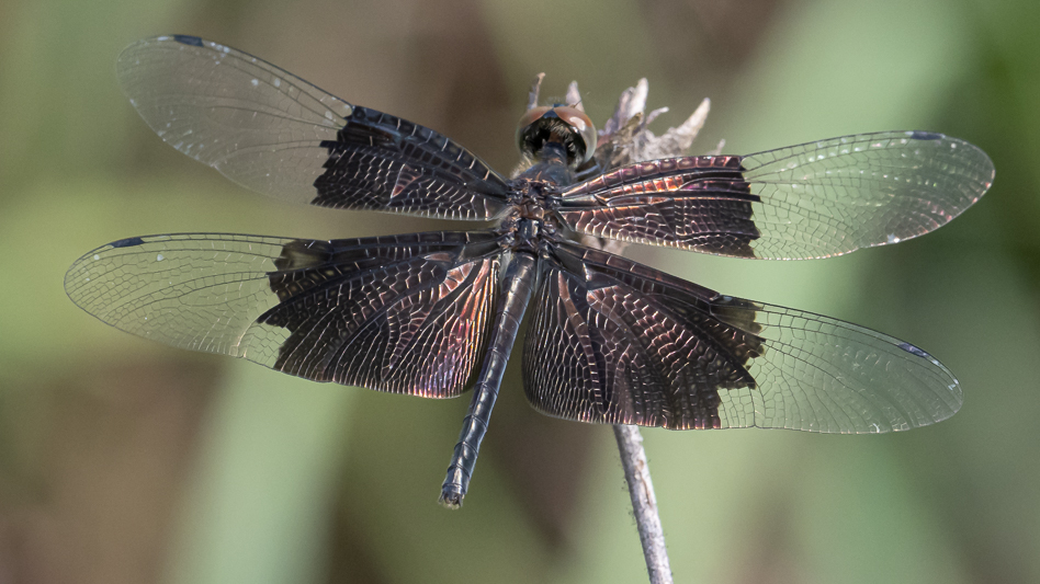 Rhyothemis braganza female (8 of 8).jpg