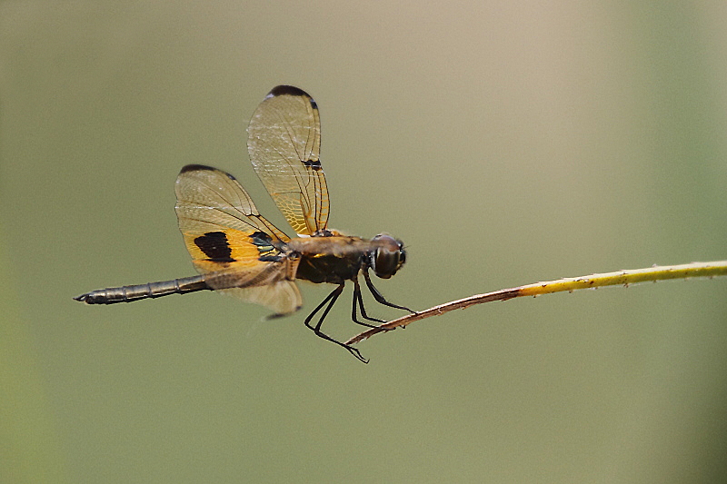 J01_1771 Rhyothemis phyllis.JPG