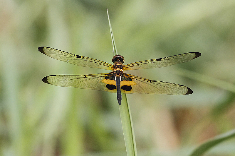 J01_1780 Rhyothemis phyllis.JPG