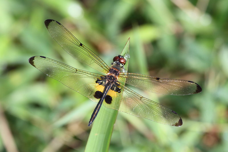 J01_2048 Rhyothemis phyllis.JPG