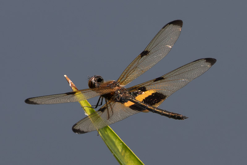 Rhyothemis phyllis male-1597.jpg