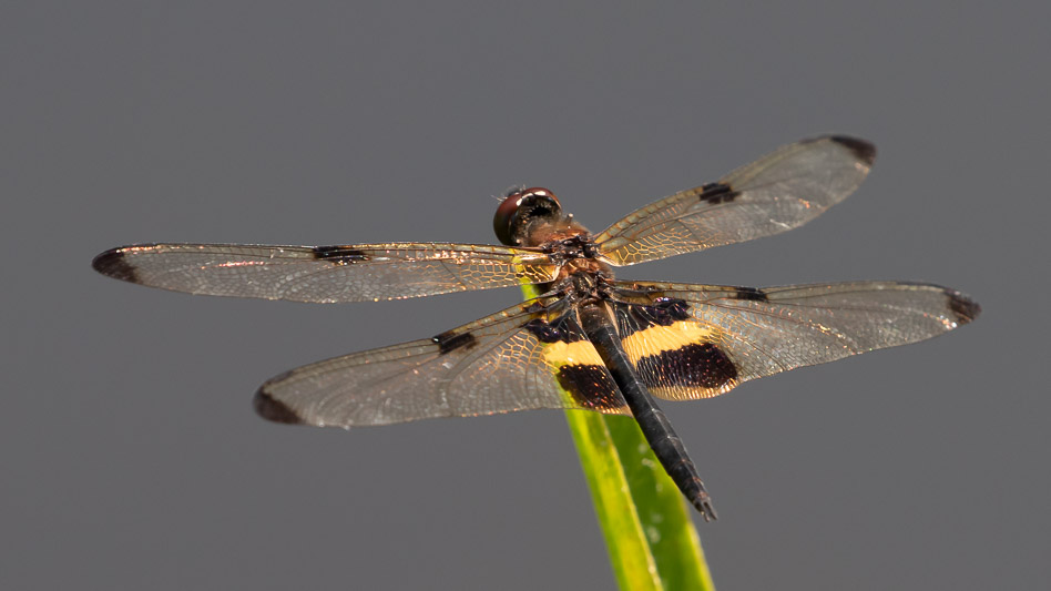 Rhyothemis phyllis male-1712.jpg