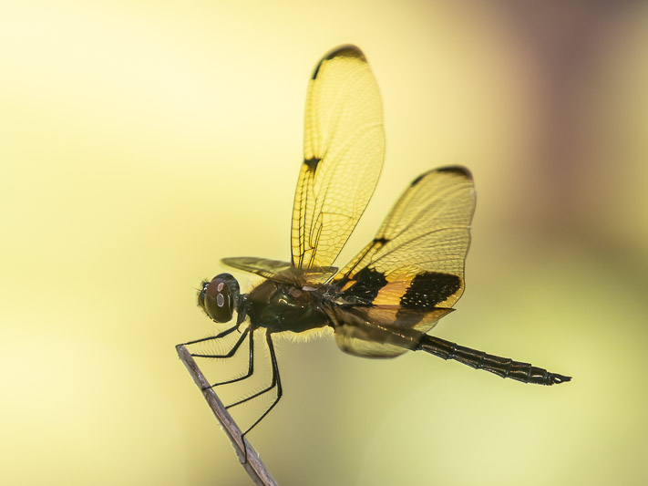 Rhyothemis phyllis male-3627.jpg