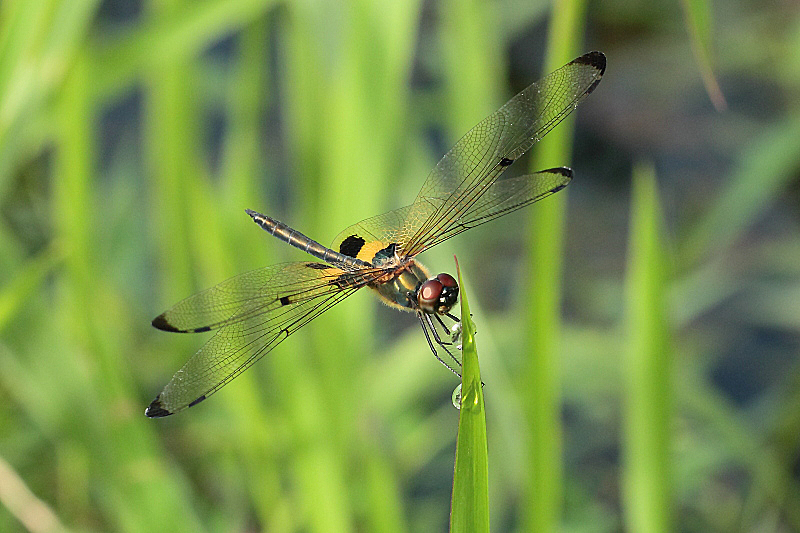 _MG_5311 Rhyothemis phyllis.JPG