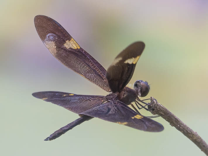 Rhyothemis princeps male (1 of 9).jpg