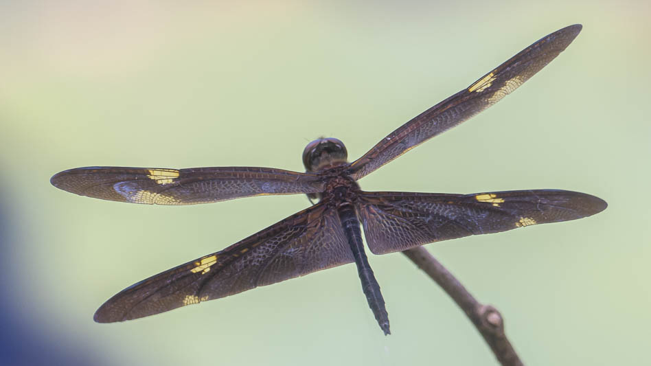 Rhyothemis princeps male (2 of 9).jpg