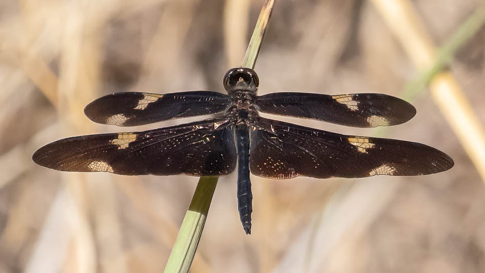 Rhyothemis princeps male (3 of 9).jpg