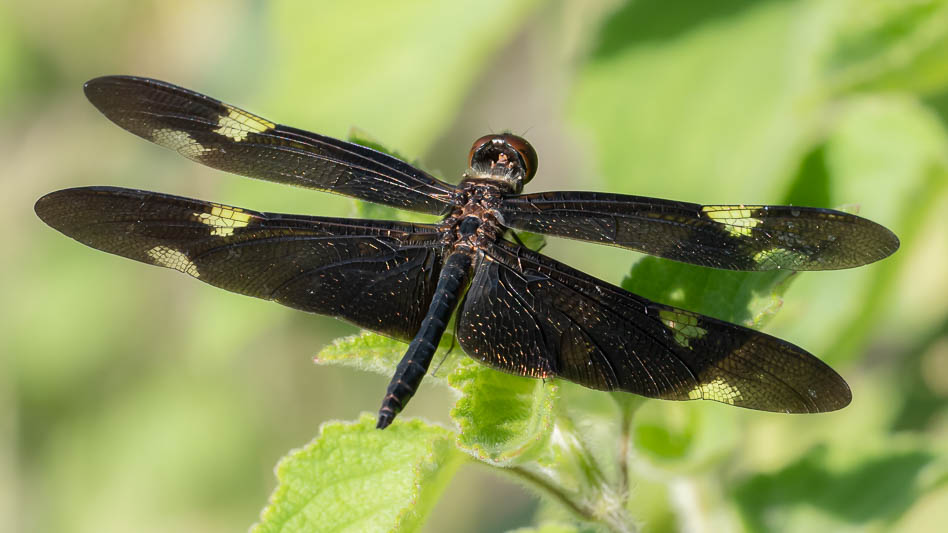 Rhyothemis princeps male (4 of 9).jpg