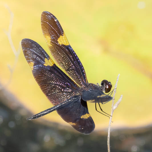 Rhyothemis princeps male (5 of 9).jpg