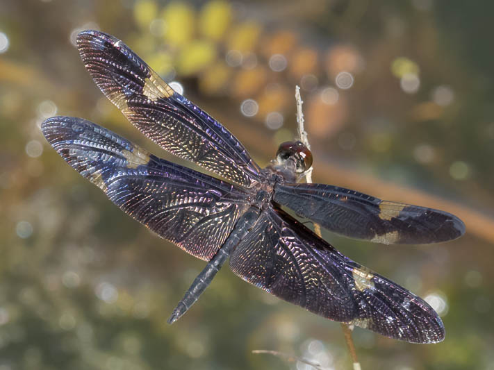 Rhyothemis princeps male (6 of 9).jpg