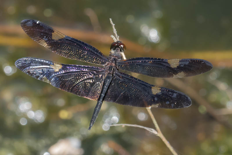 Rhyothemis princeps male (7 of 9).jpg