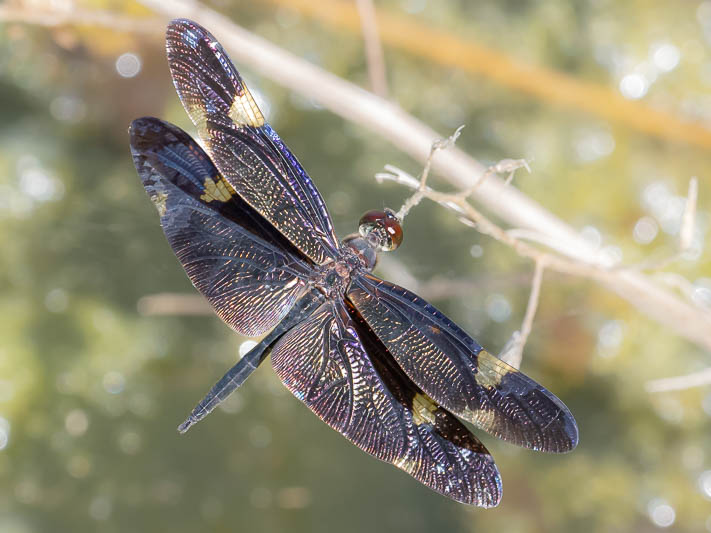 Rhyothemis princeps male (8 of 9).jpg