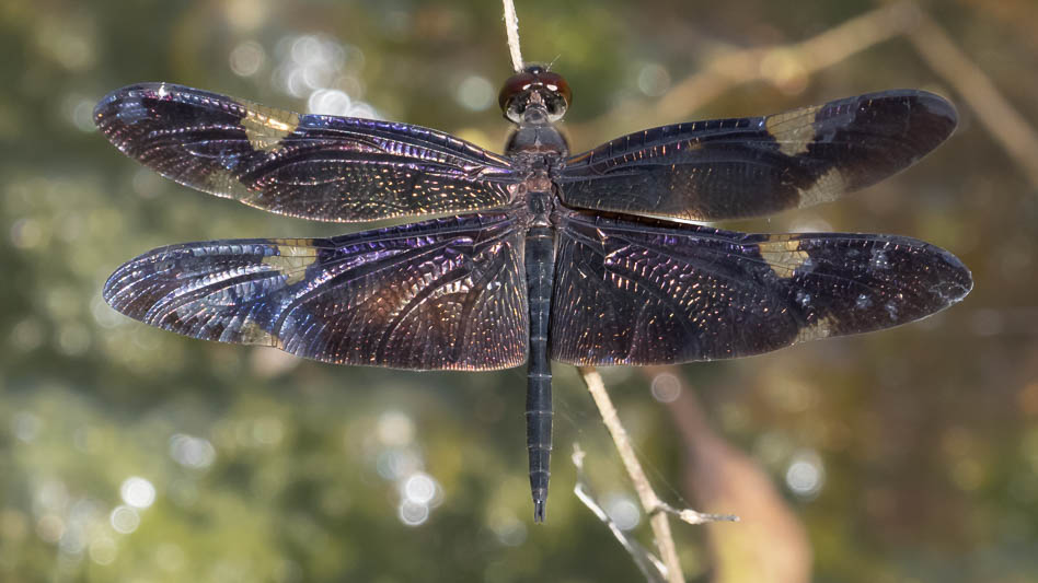 Rhyothemis princeps male (9 of 9).jpg