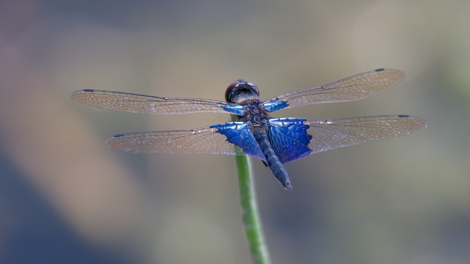 Rhyothemis triangularis male.jpg