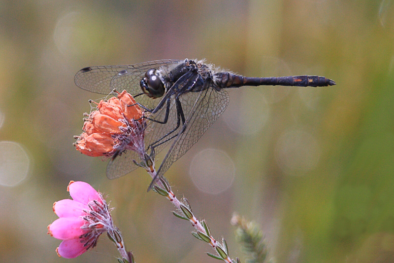 IMG_1070 Sympetrum danae male.JPG