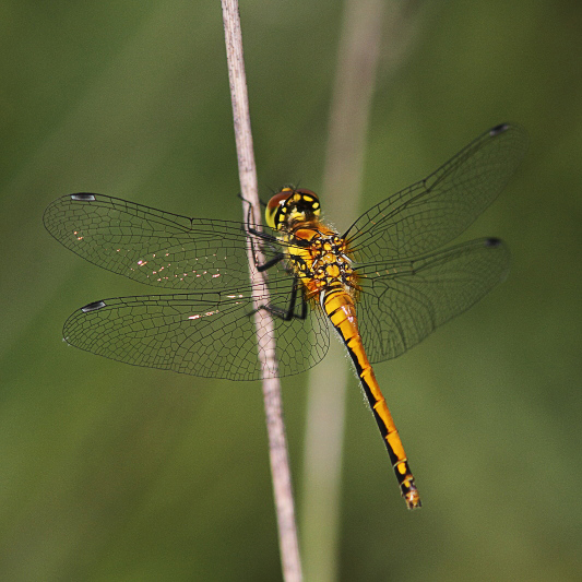 IMG_9355 Sympetrum danae female.JPG