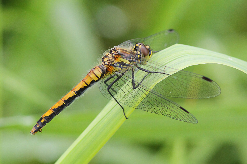 J01_0054 Sympetrum danae female.JPG