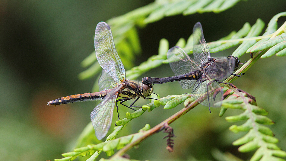 J01_0064 Sympetrum danae in tandem.JPG