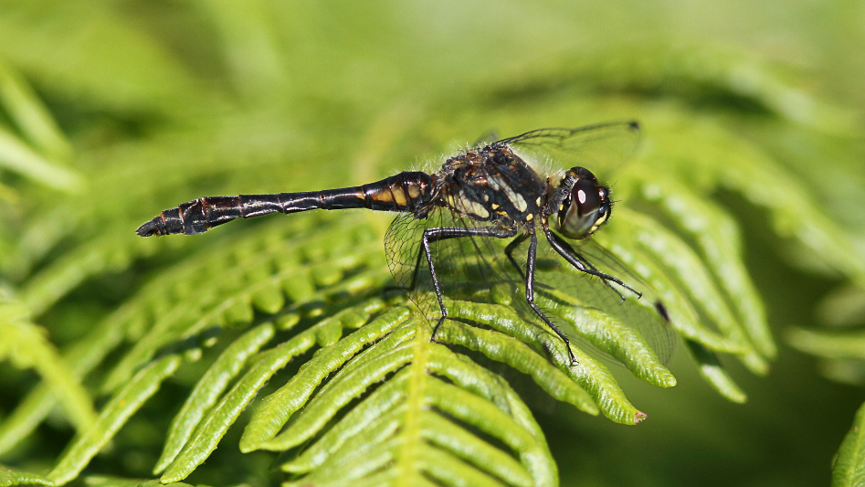 J01_3933 Sympetrum danae male.JPG