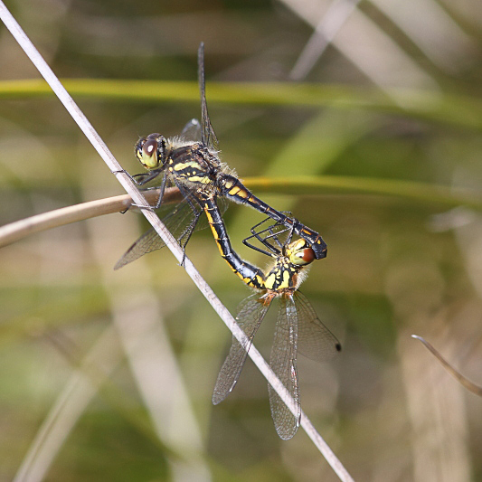 J01_3958 Sympetrum danae in cop.JPG