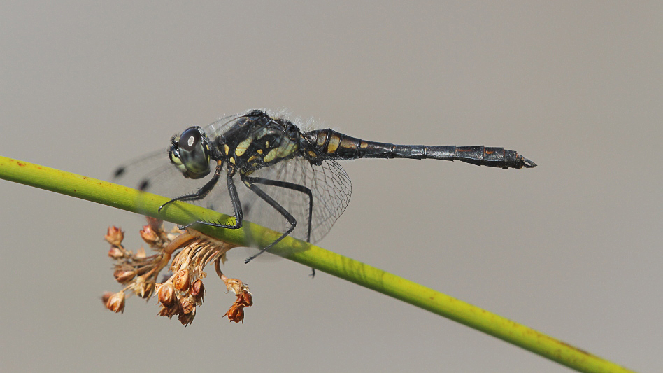 J01_3974 Sympetrum danae male.JPG