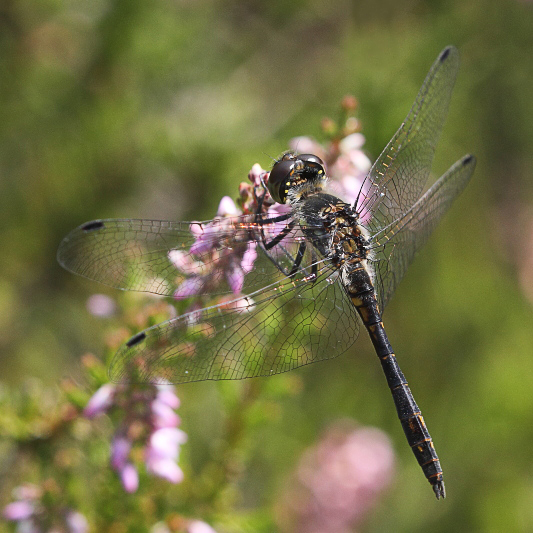 J01_3979 Sympetrum danae male.JPG