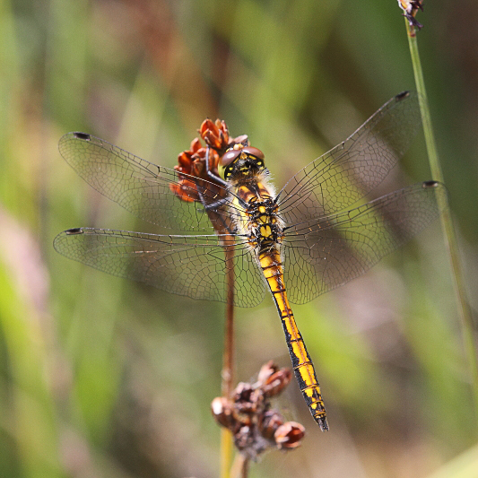 J01_3981 Sympetrum danae male.JPG