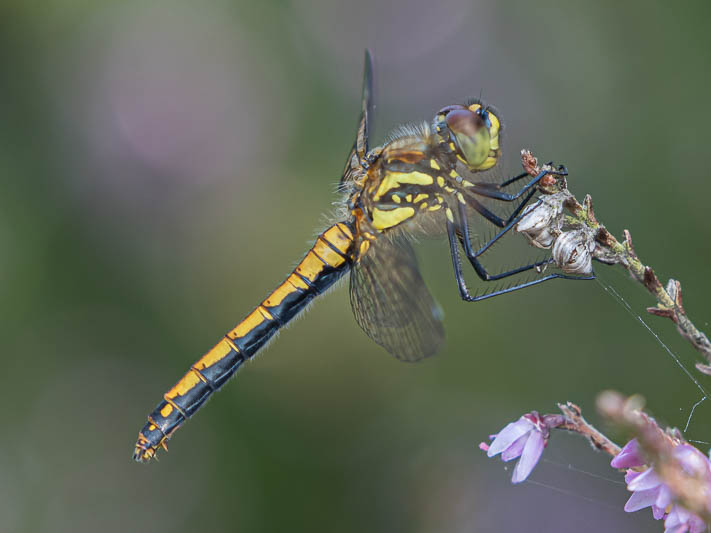 Sympetrum danae female-1245.jpg